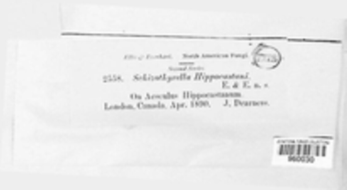 Schizothyrella hippocastani image